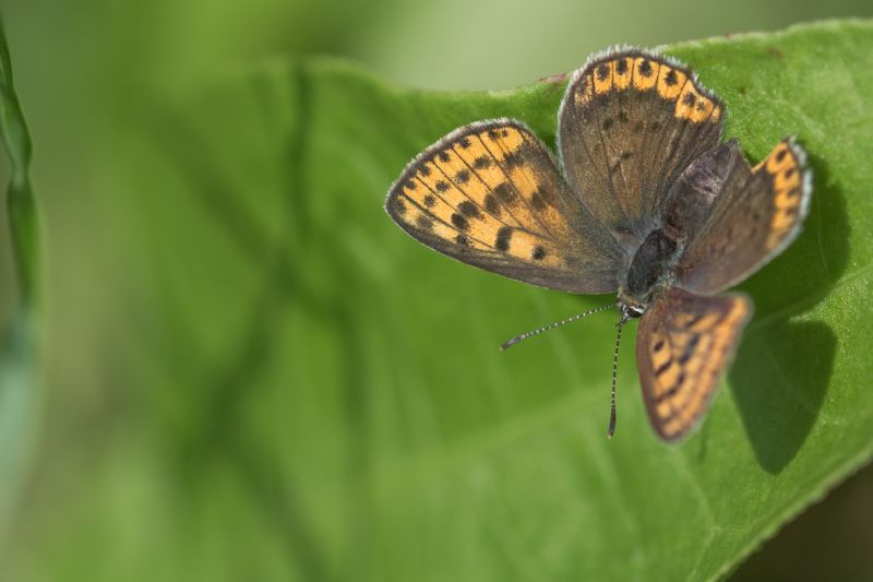 Lycaena tityrus o thersamon? Femmina di L. tityrus